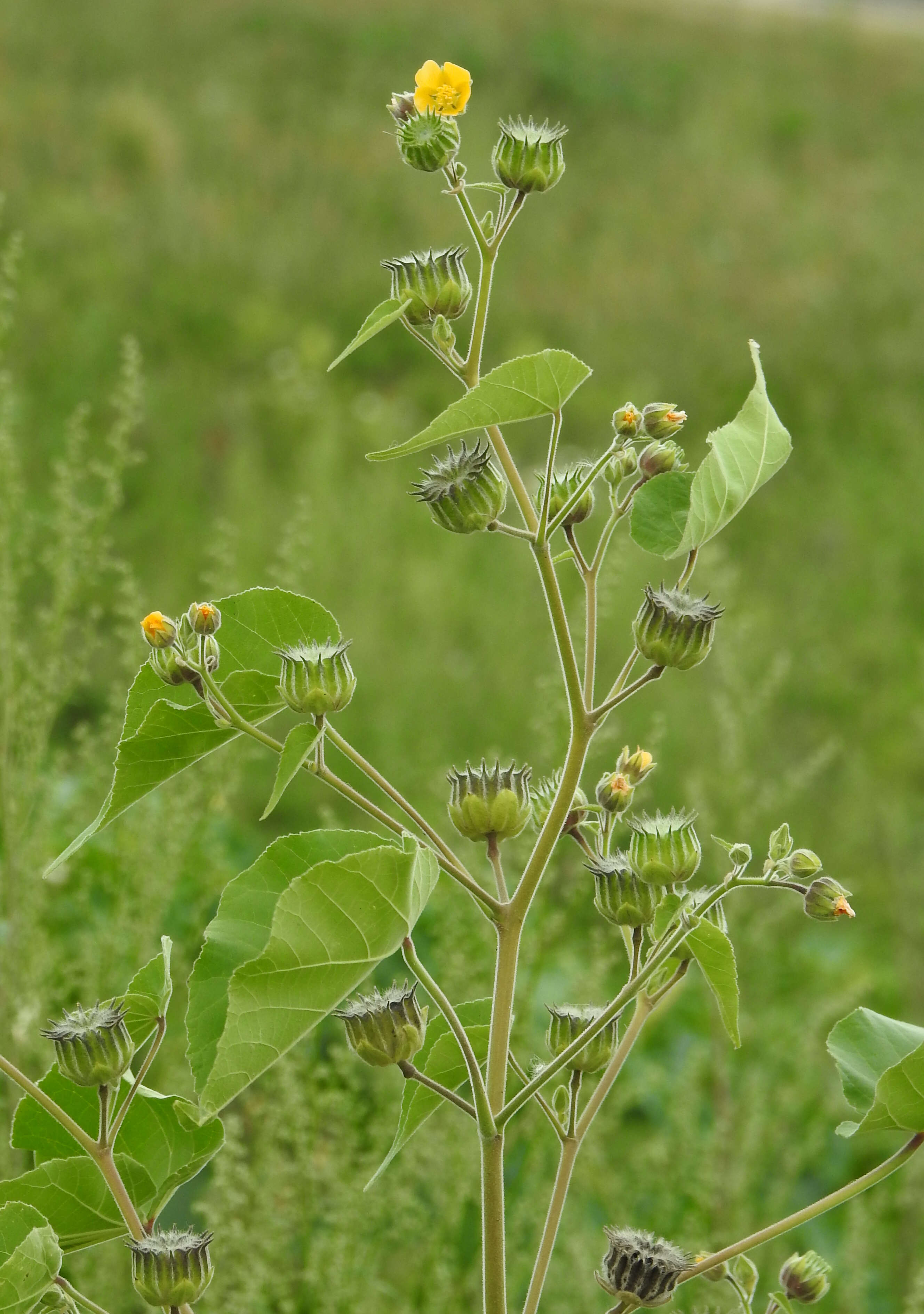 Plancia ëd Abutilon theophrasti Medik.