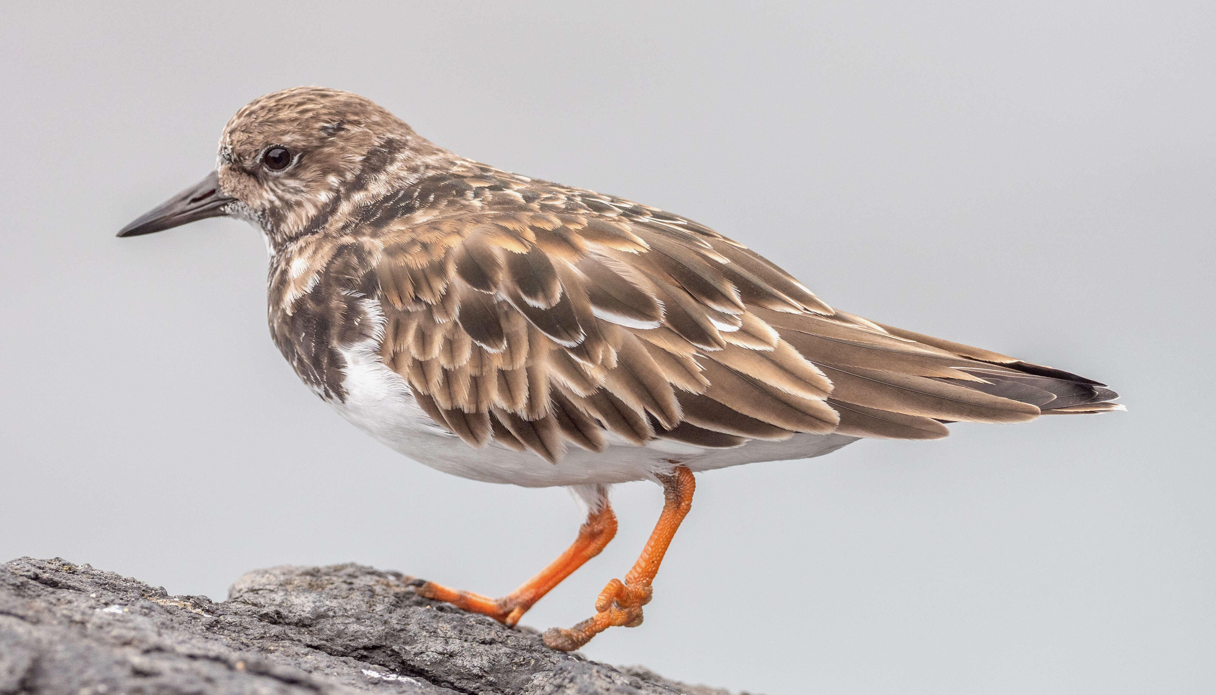 Image of Ruddy Turnstone