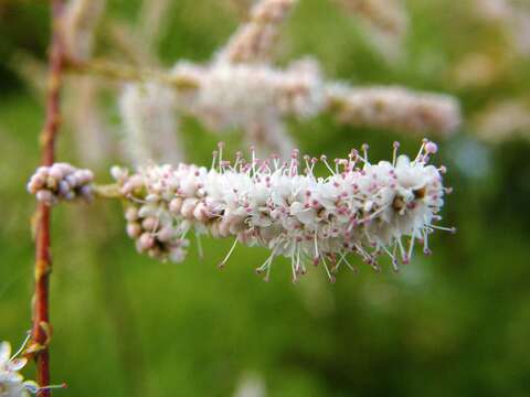 Imagem de Tamarix gallica L.