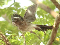 Image of Grey Treepie