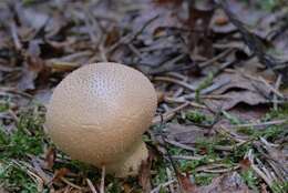 Imagem de Lycoperdon perlatum Pers. 1796