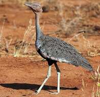 Image of Buff-crested Bustard