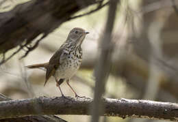 Image of Hermit Thrush