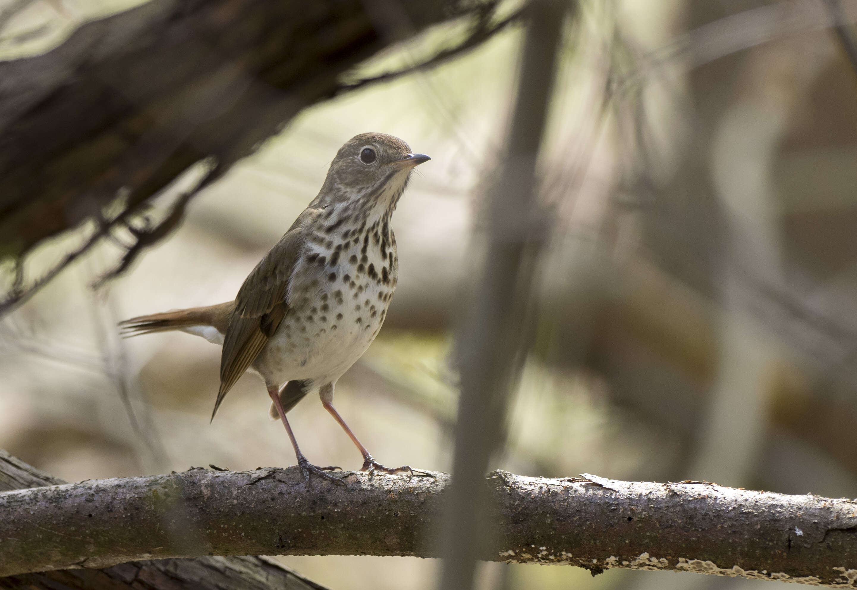 Image of Hermit Thrush