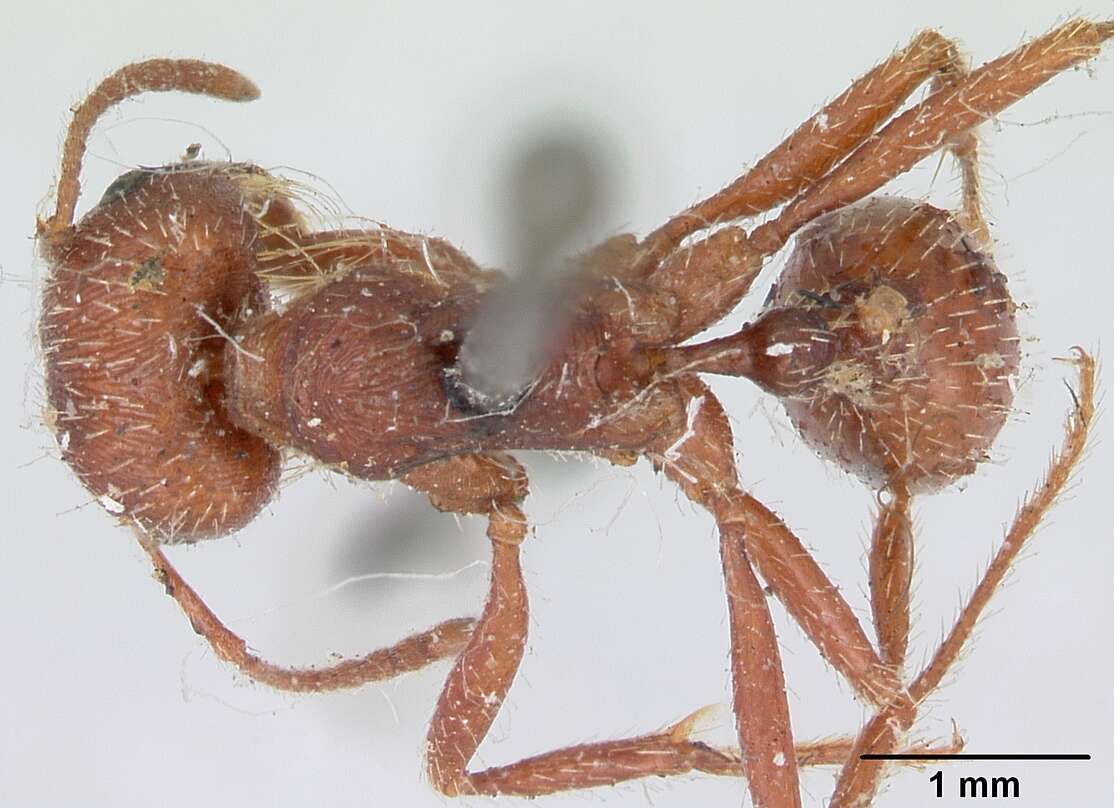 Image of Pogonomyrmex subdentatus Mayr 1870