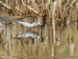 Imagem de Calidris minuta (Leisler 1812)