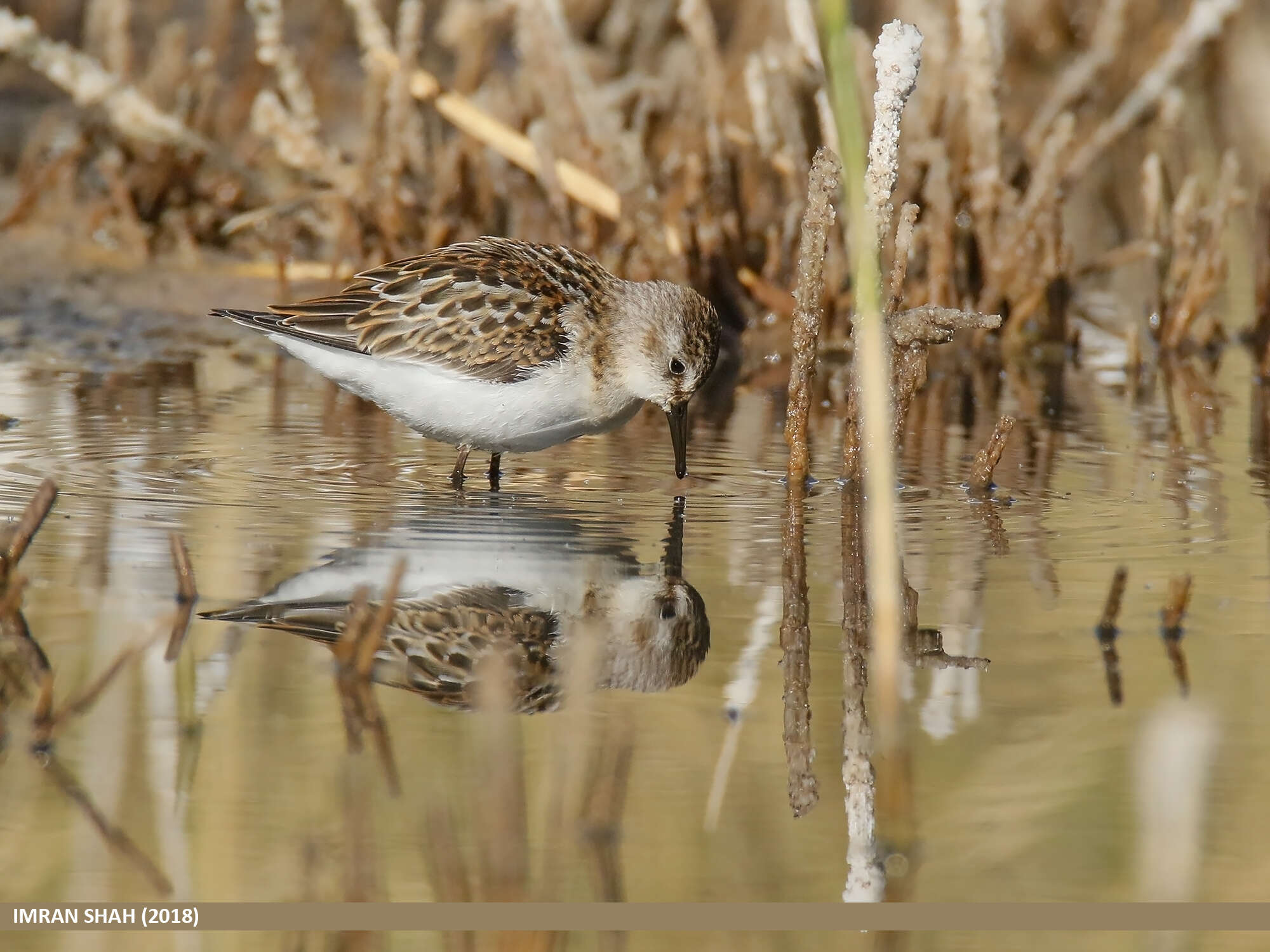 Imagem de Calidris minuta (Leisler 1812)