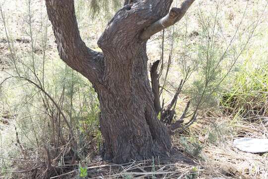 Image of tamarisk