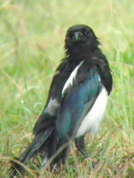 Image of Oriental Magpie