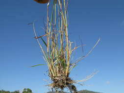 Image de Eragrostis parviflora (R. Br.) Trin.