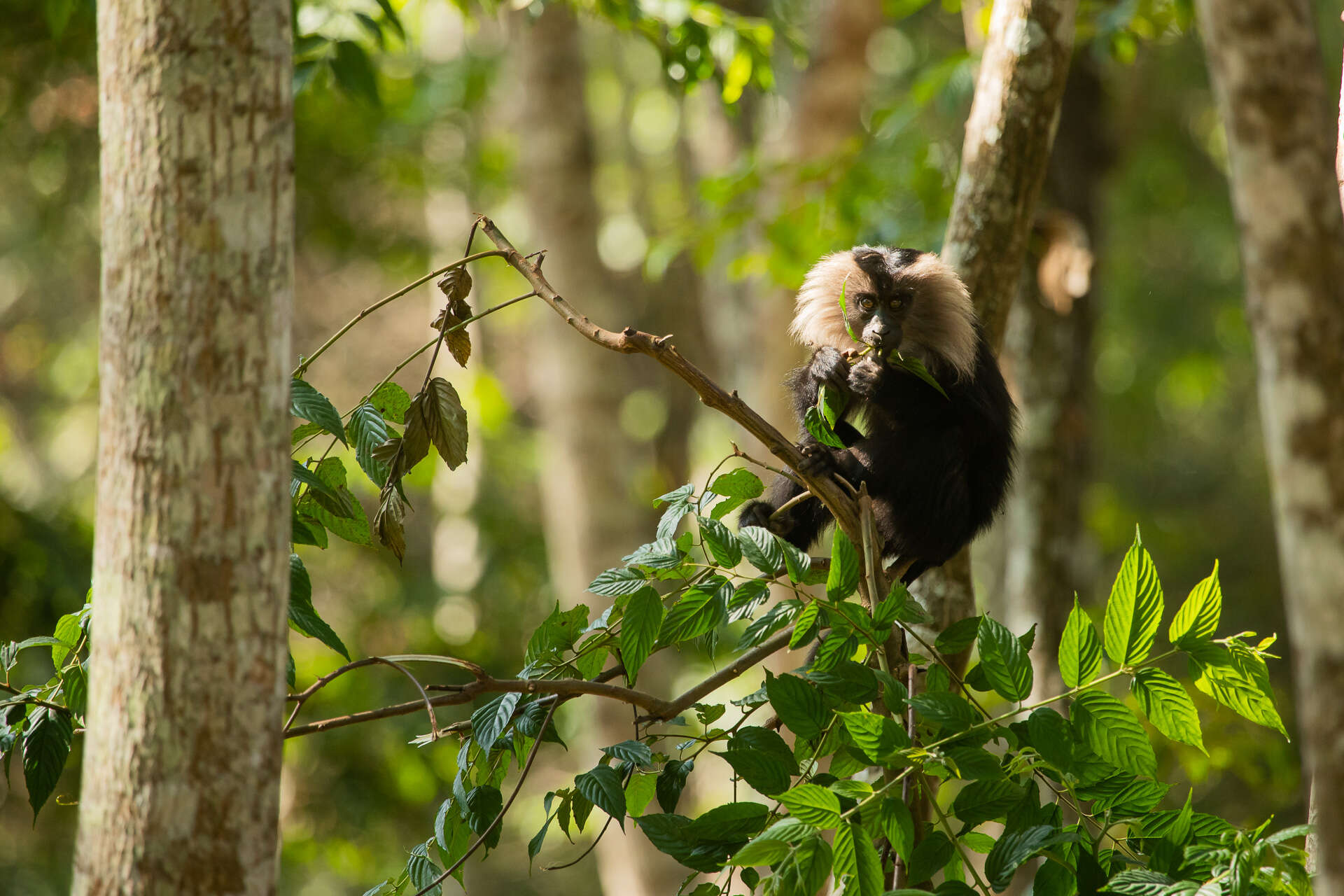 Image of Lion-tailed Macaque