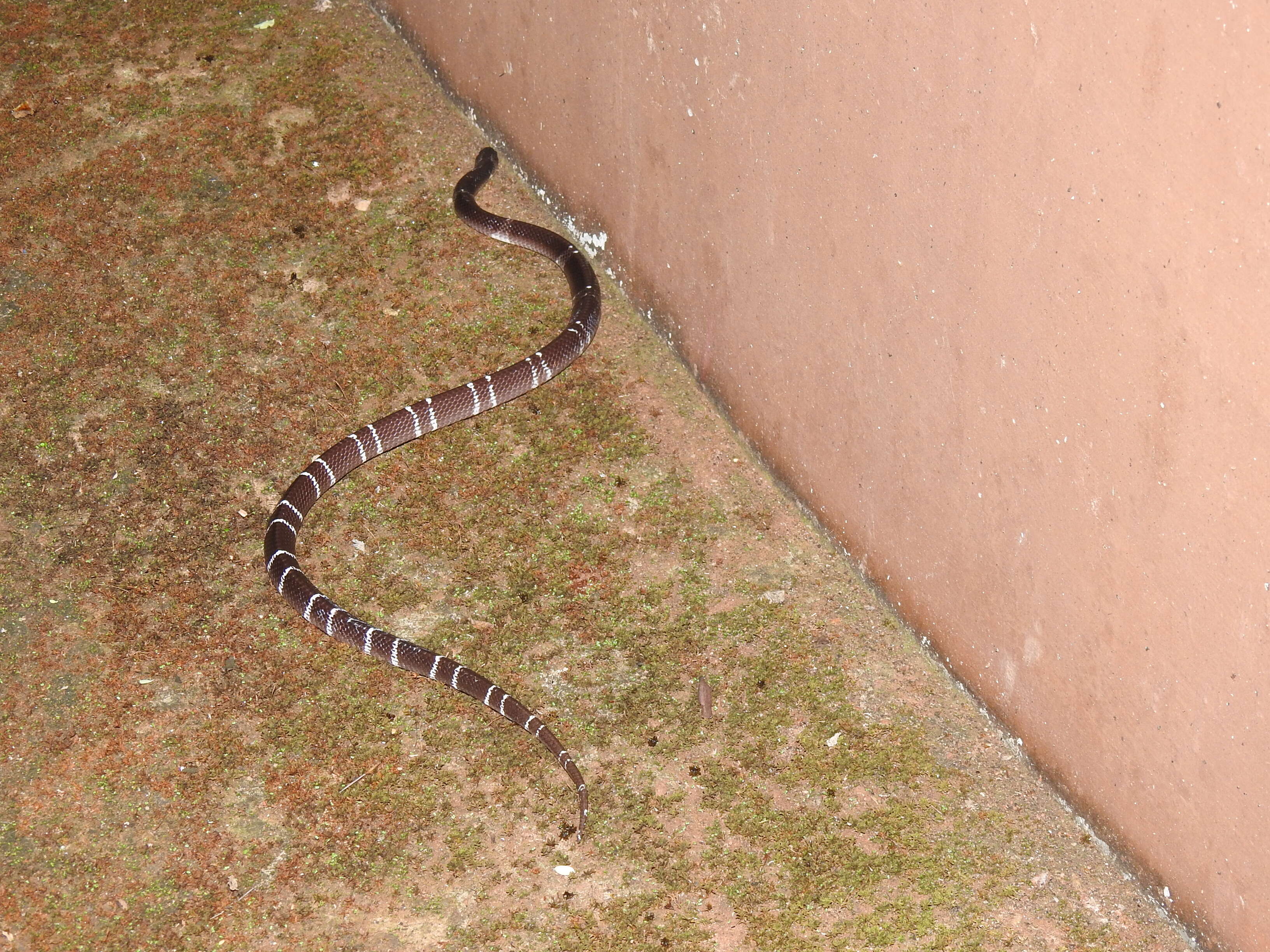 Image of Common Indian krait