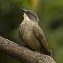 Image of Yellow-throated Greenbul