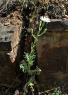 Image of Lactuca tuberosa Jacq.