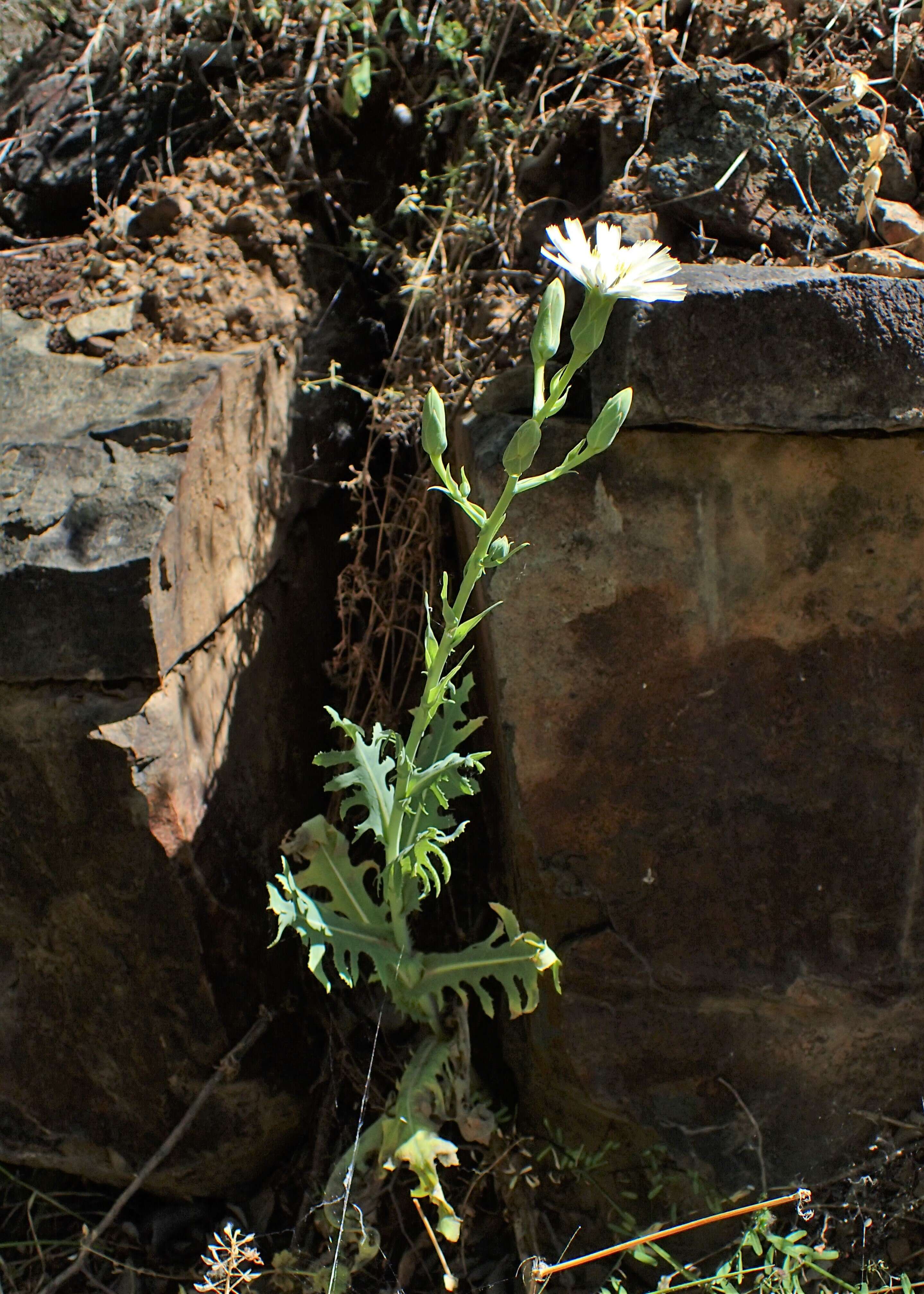 Image of Lactuca tuberosa Jacq.