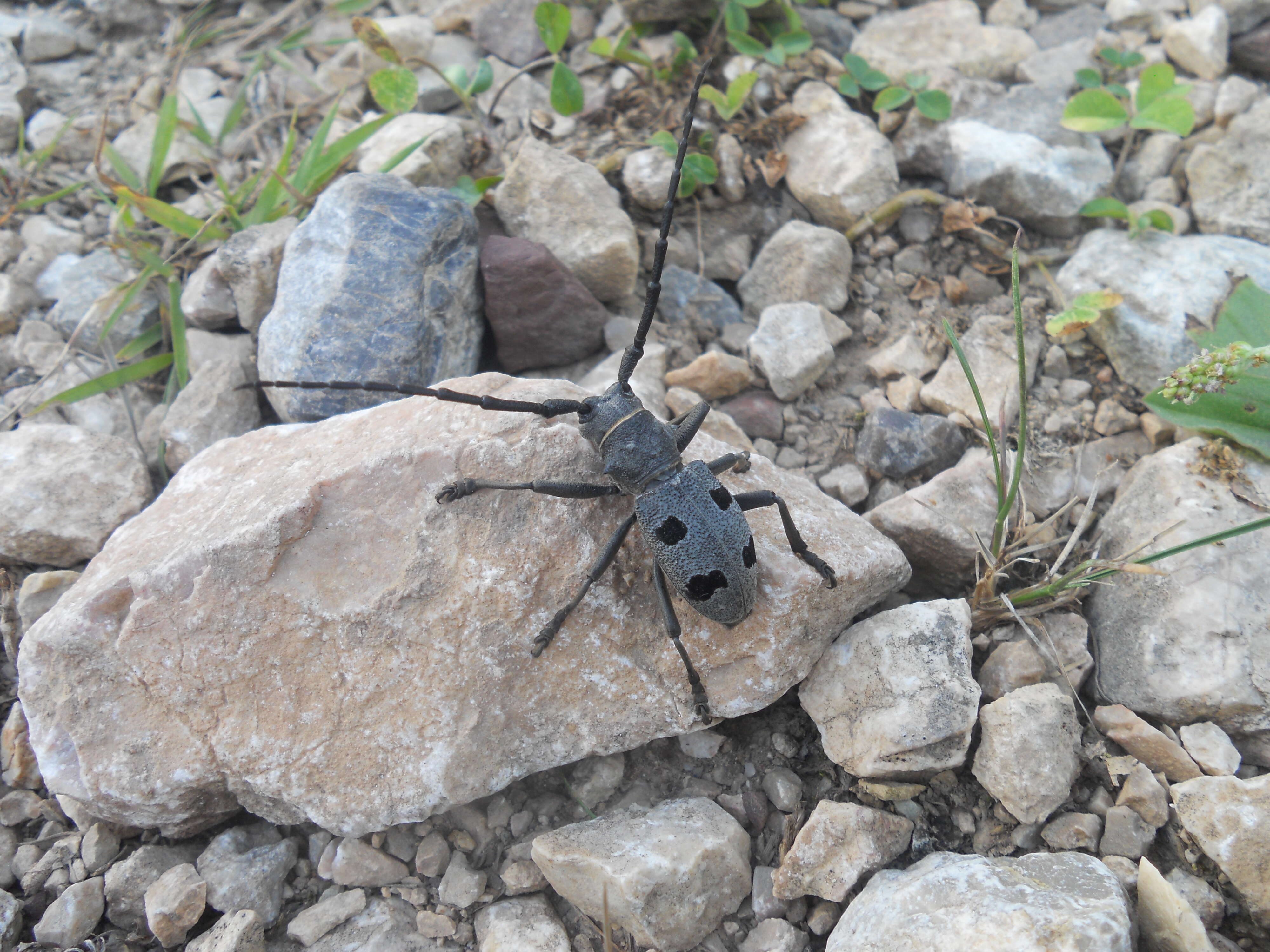 Image of Long-horned beetle