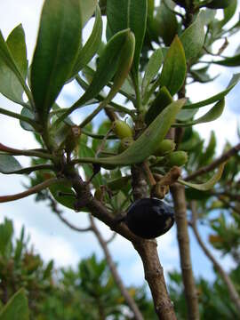 Image of ridgetop naupaka