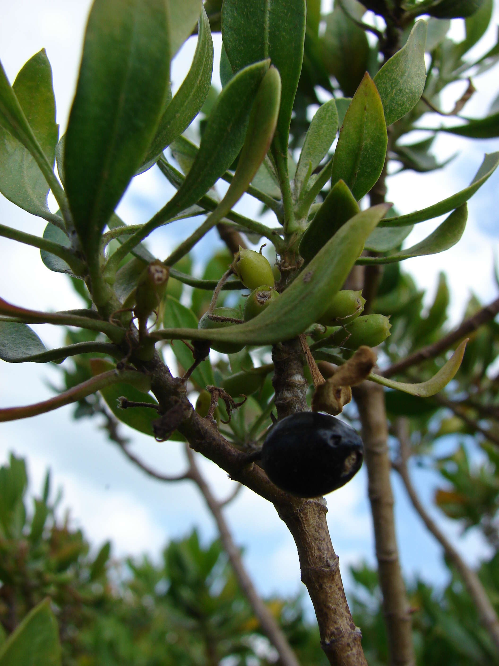 Image of ridgetop naupaka