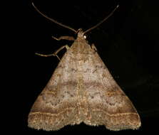 Image of Bent-winged Owlet