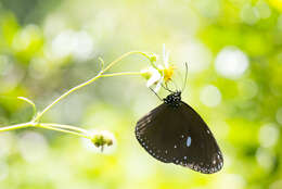 Euploea nemertes Hübner 1806 resmi