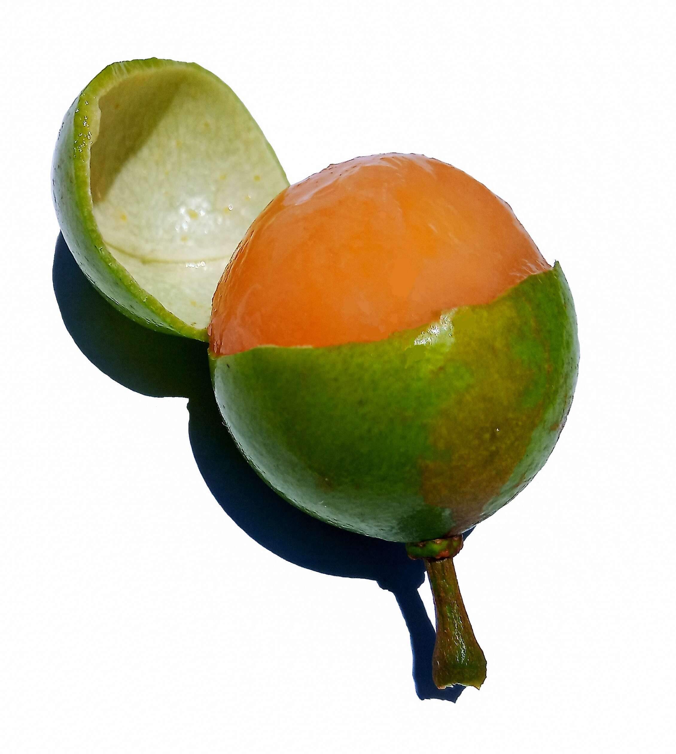 Image of Spanish lime