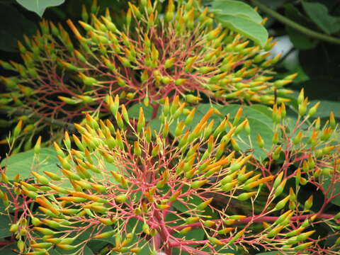 Image of Aechmea leptantha (Harms) Leme & J. A. Siqueira