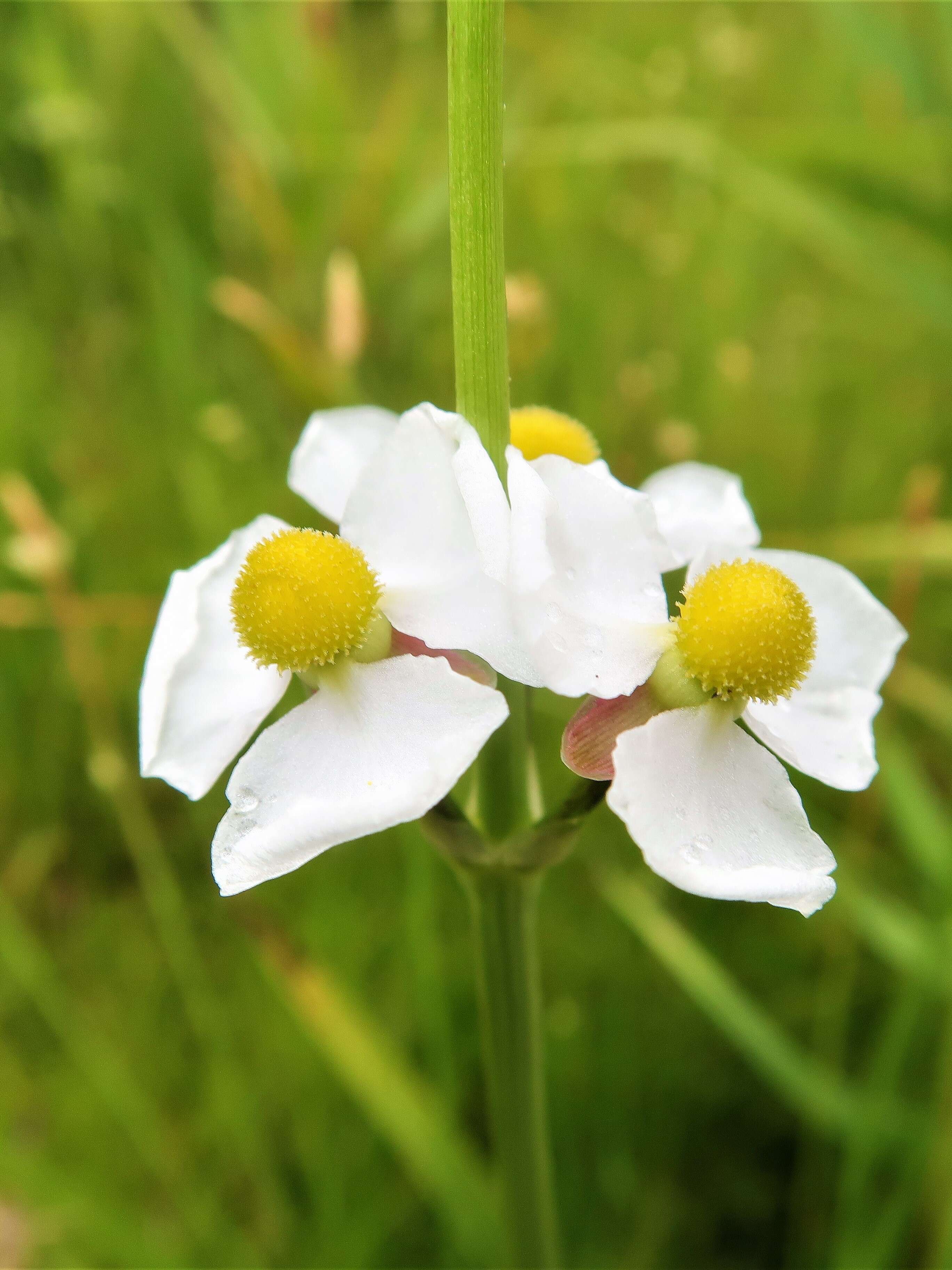 Image of Sagittaria