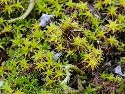 Image of great hairy screw-moss