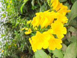 Image of Yellow bells