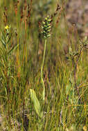 Image of Green Woodland Orchid