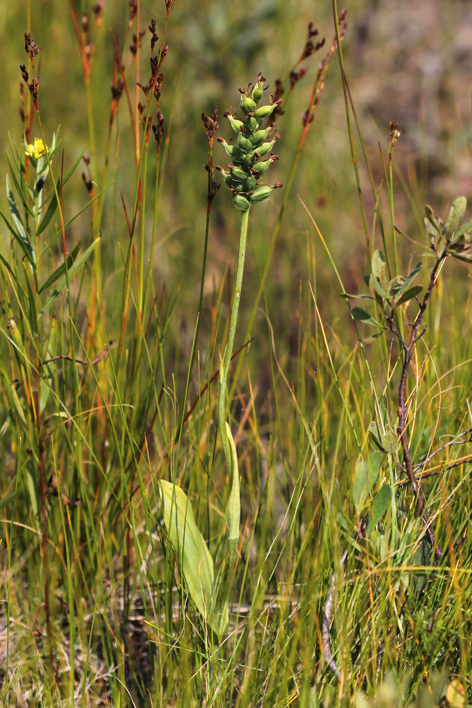 Image of Green Woodland Orchid