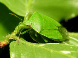 Image of Green stink bug