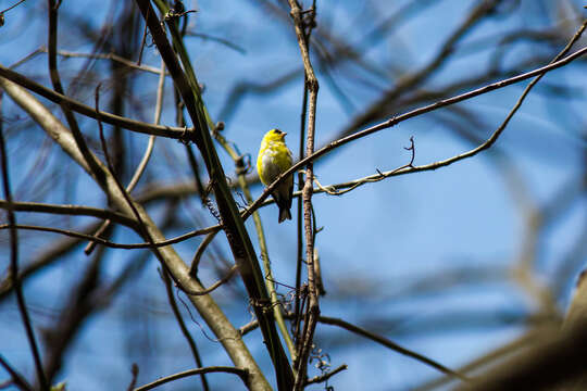 Imagem de Spinus tristis (Linnaeus 1758)