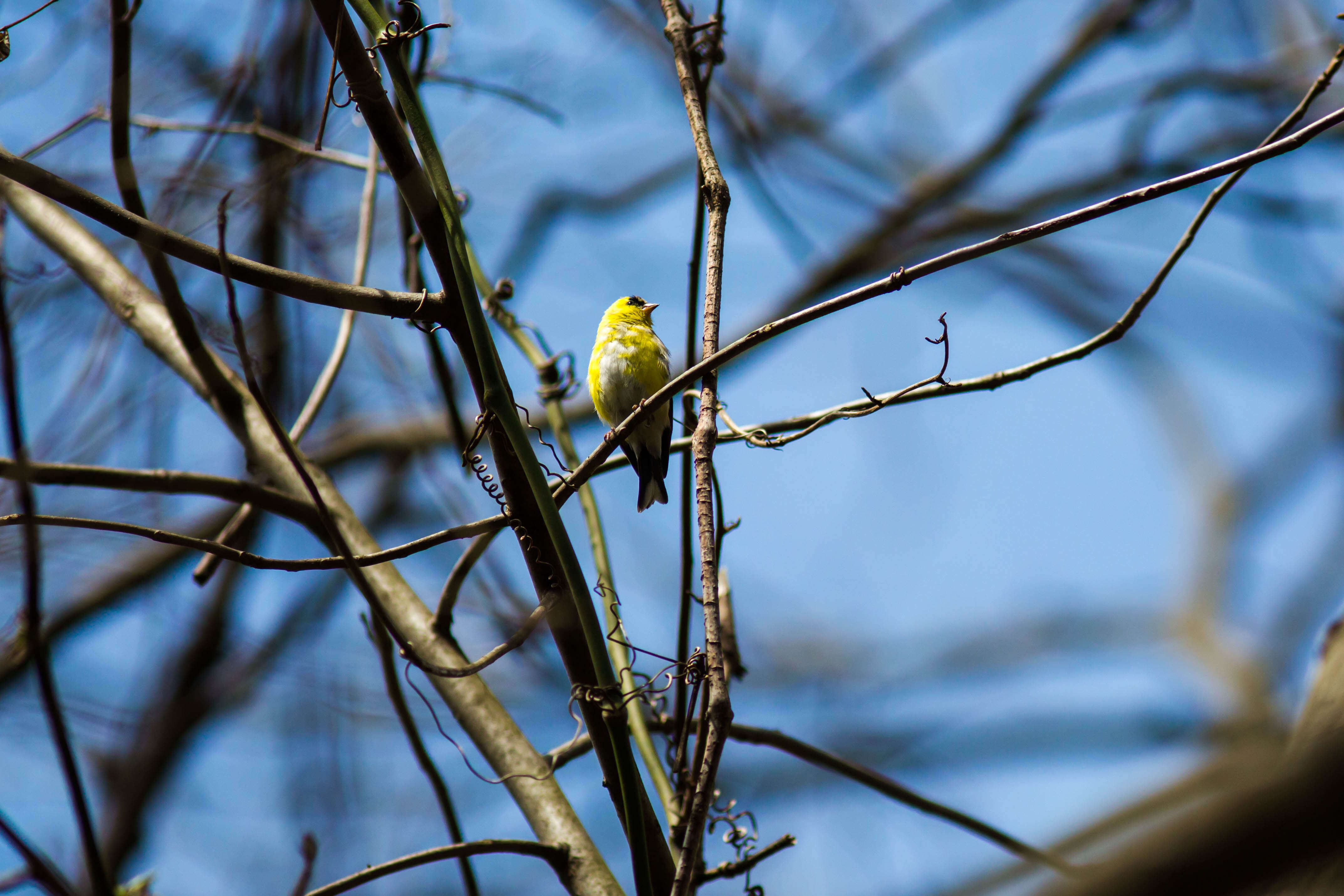 Image of American Goldfinch