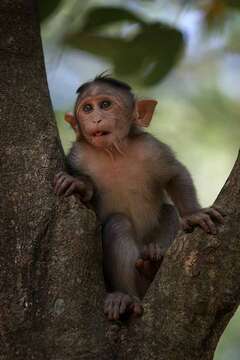 Image of Bonnet Macaque