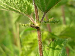 Image of Nettle Ground Bug