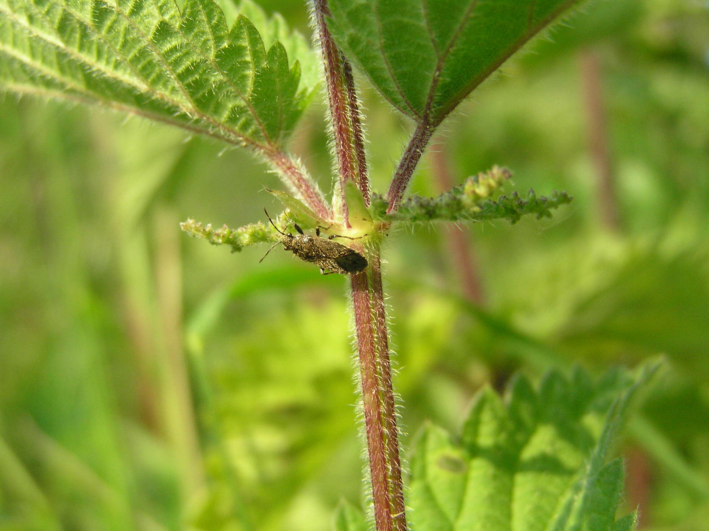 Image of Nettle Ground Bug