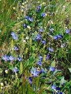 Image of herbaceous periwinkle