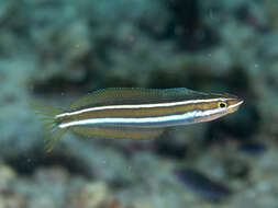 Image of Bluestriped Blenny