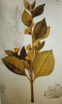 Image of Atropa baetica Willk.