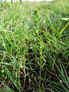 Plancia ëd Lythrum hyssopifolia L.