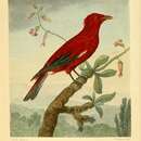 Image of Crimson Fruitcrow