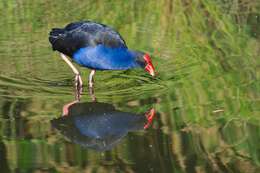 Image of Australasian Swamphen