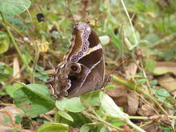 Image of Bamboo Tree Brown