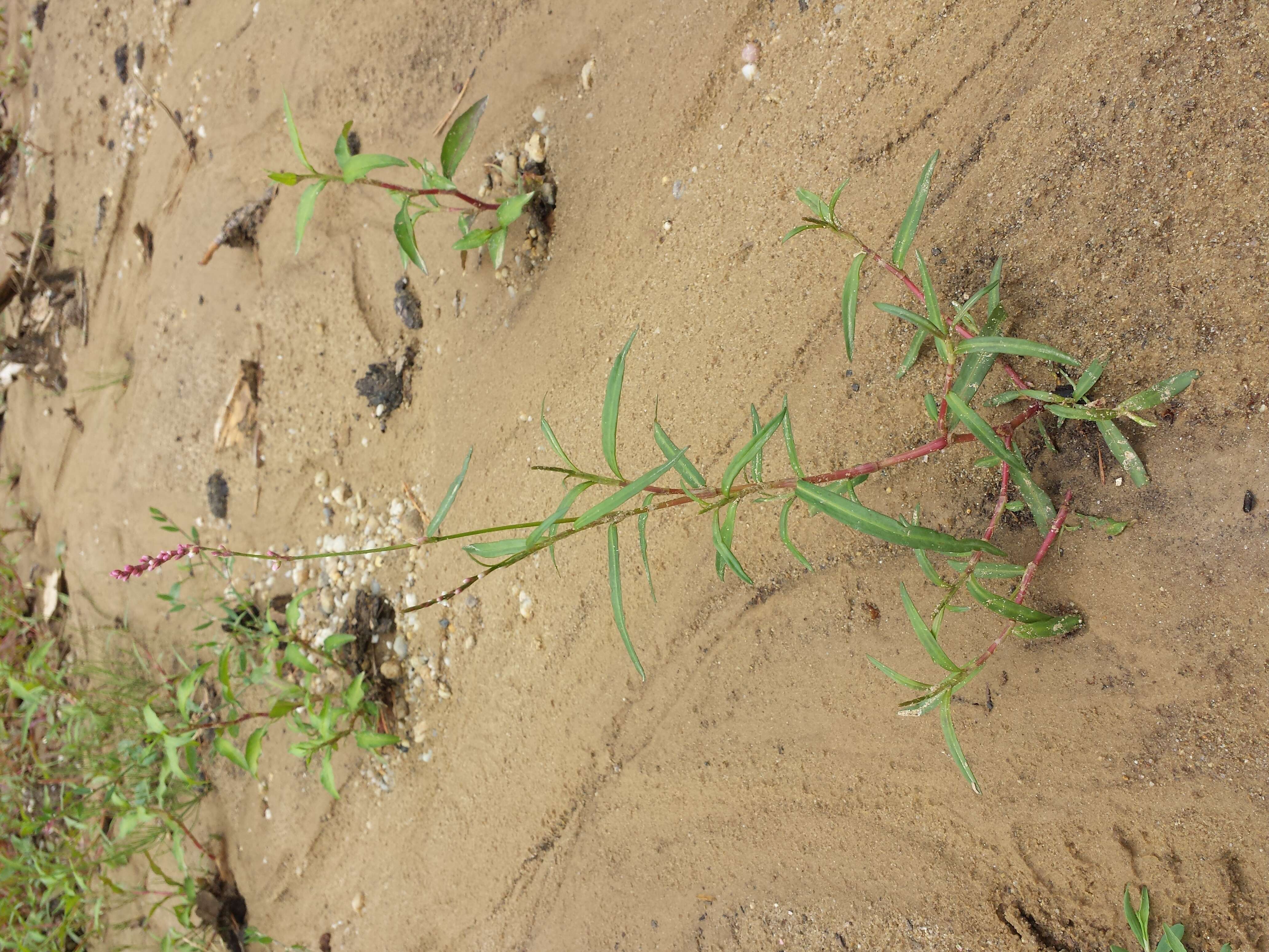 Image of Pygmy Smartweed