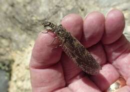 Image of New Zealand dobsonfly