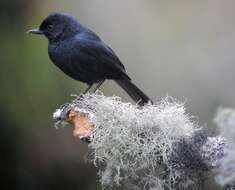 Image of Black Flower-piercer