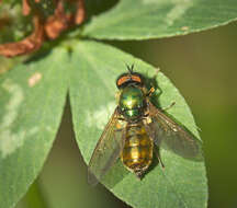 Sivun Chloromyia formosa (Scopoli 1763) kuva