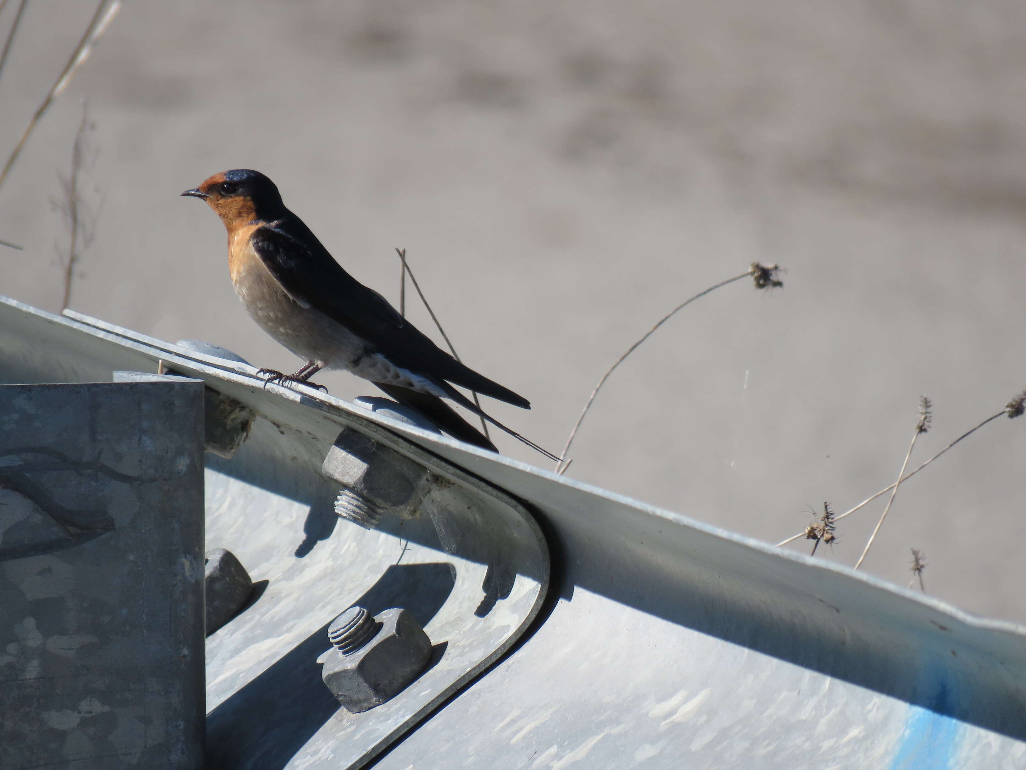 Imagem de Hirundo neoxena Gould 1842