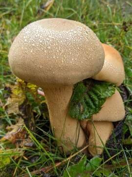 Image of Phaeolepiota